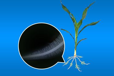 初高中生物实验__生物实验设计_生物实验视频_NB生物实验